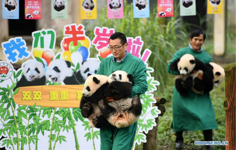 Deux paires de pandas jumeaux célèbrent leur demi-anniversaire dans le sud-ouest de la Chine