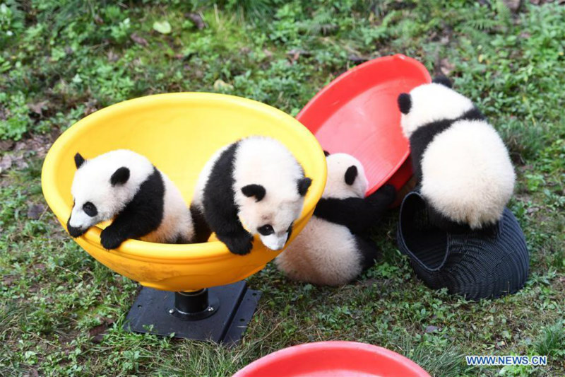 Deux paires de pandas jumeaux célèbrent leur demi-anniversaire dans le sud-ouest de la Chine