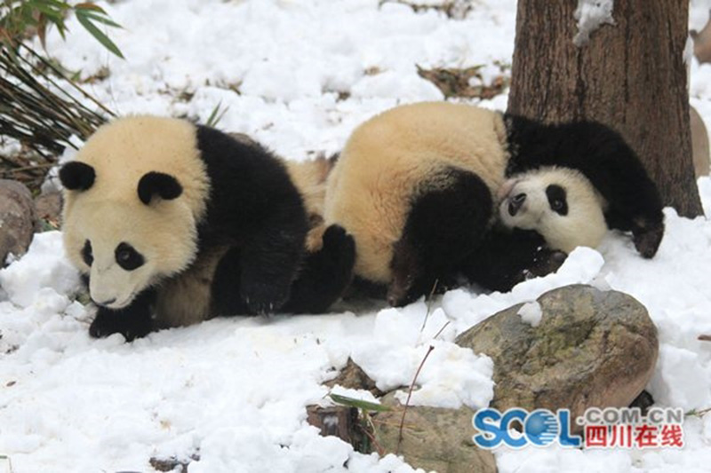 Les pandas géants jouent dans la neige à Chengdu