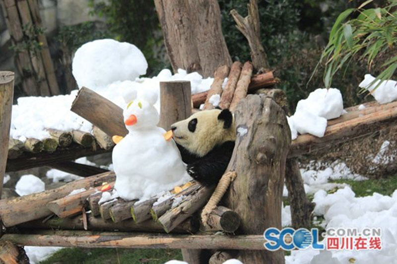 Les pandas géants jouent dans la neige à Chengdu