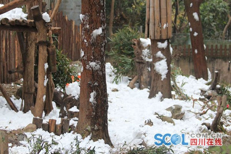 Les pandas géants jouent dans la neige à Chengdu