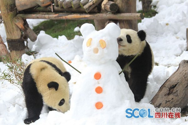 Les pandas géants jouent dans la neige à Chengdu