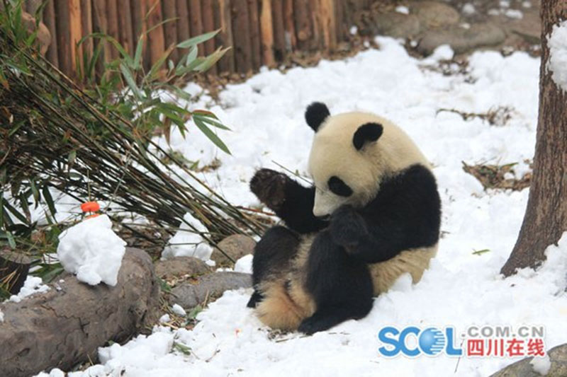 Les pandas géants jouent dans la neige à Chengdu