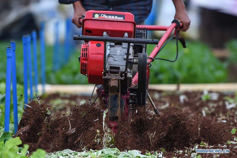 Hainan : les travaux agricoles de printemps à Haikou