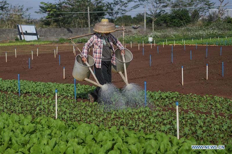 Hainan : les travaux agricoles de printemps à Haikou