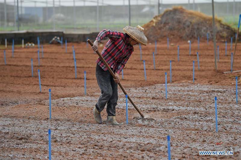 Hainan : les travaux agricoles de printemps à Haikou