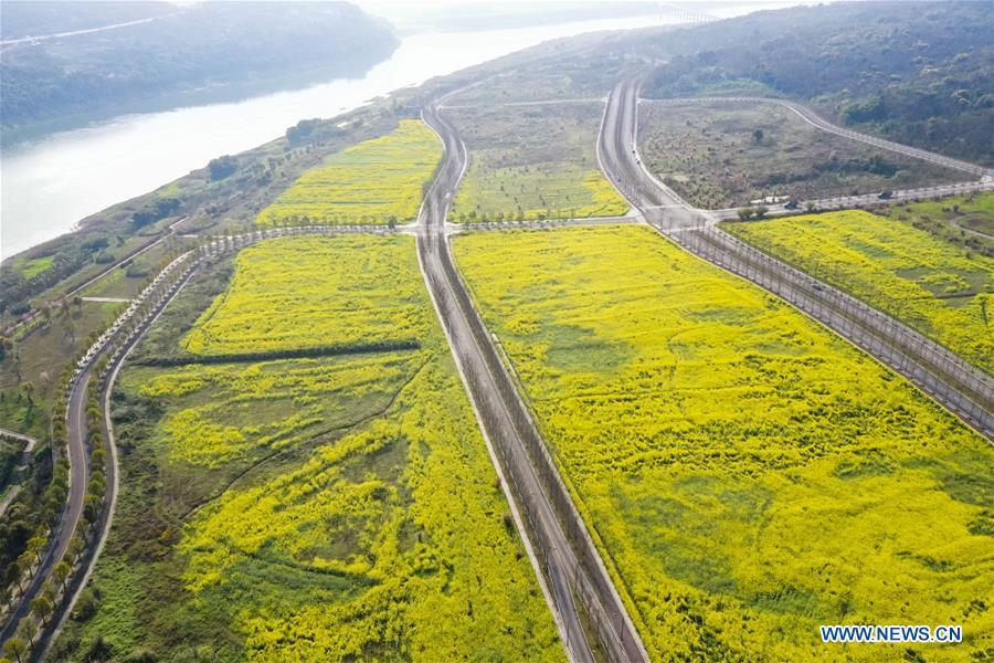 Chine: fleurs de colza à Chongqing