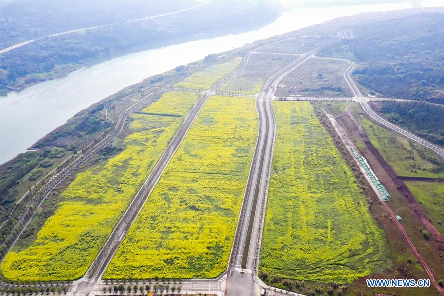 Chine: fleurs de colza à Chongqing