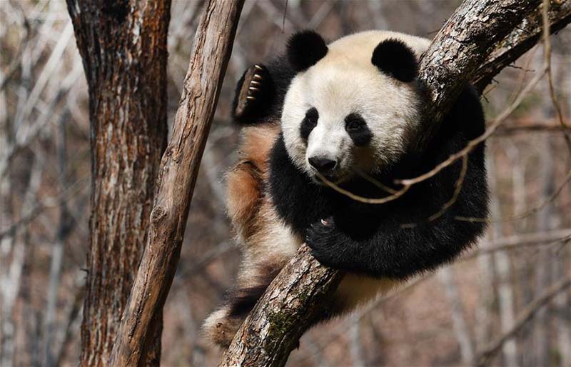 Des pandas géants jouent dans le comté de Foping, dans le nord-ouest de la Chine