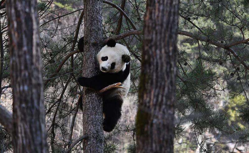 Des pandas géants jouent dans le comté de Foping, dans le nord-ouest de la Chine