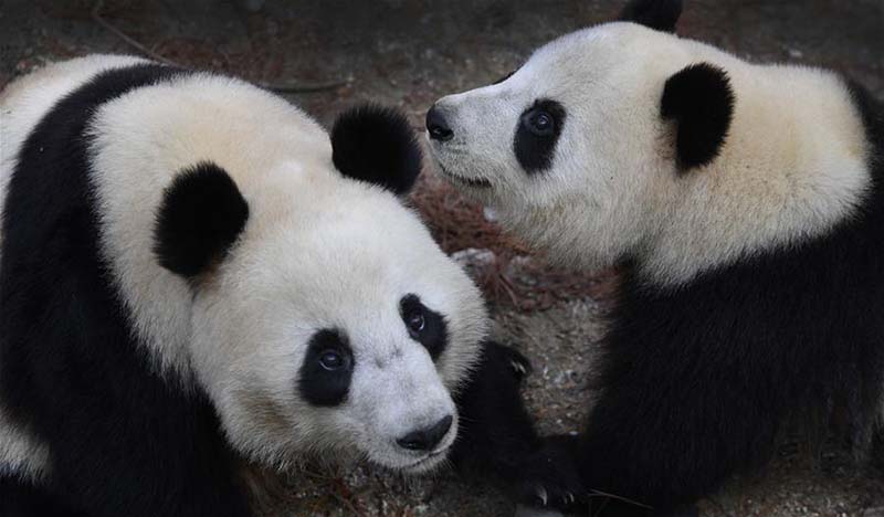 Des pandas géants jouent dans le comté de Foping, dans le nord-ouest de la Chine