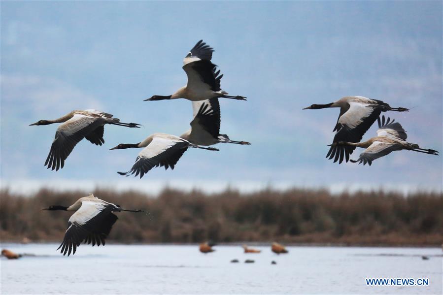 Chine: grues à cou noir au Guizhou