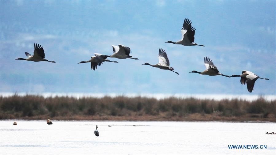 Chine: grues à cou noir au Guizhou