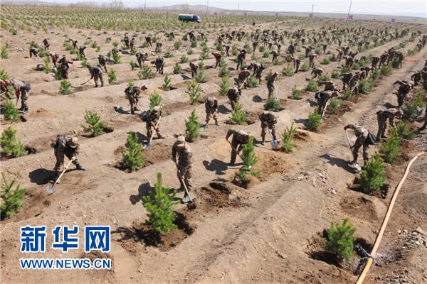 Allons planter ensemble : des arbres virtuels aux vraies forêts