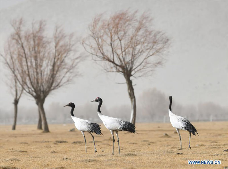 Des grues à cou noir aper?ues à Shannan, au Tibet?