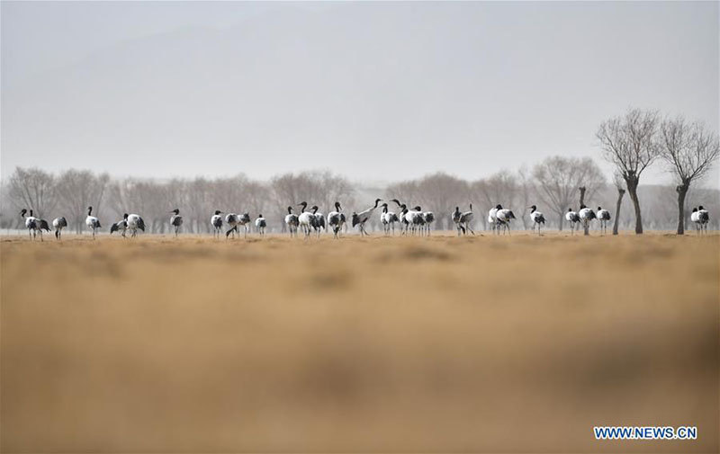 Des grues à cou noir aper?ues à Shannan, au Tibet?