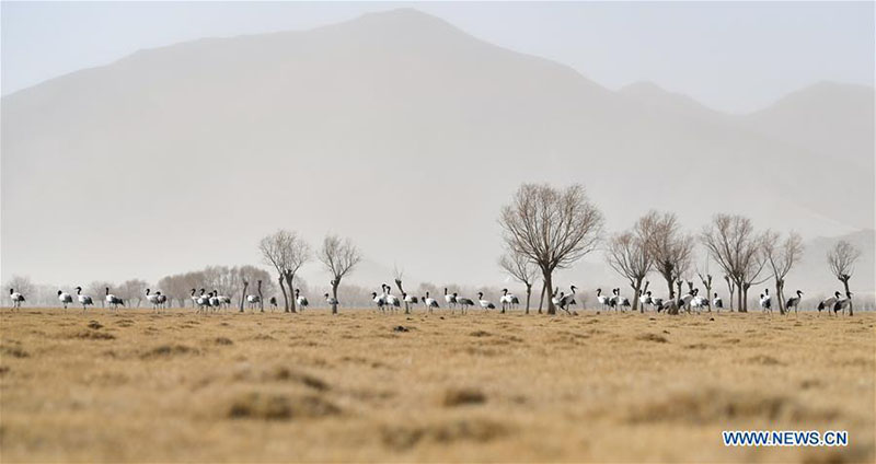 Des grues à cou noir aper?ues à Shannan, au Tibet?