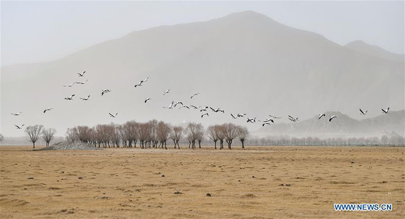 Des grues à cou noir aper?ues à Shannan, au Tibet?