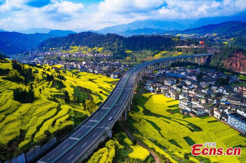 Les fleurs de colza en pleine floraison dans le Sichuan