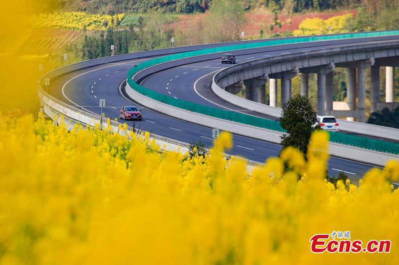 Les fleurs de colza en pleine floraison dans le Sichuan