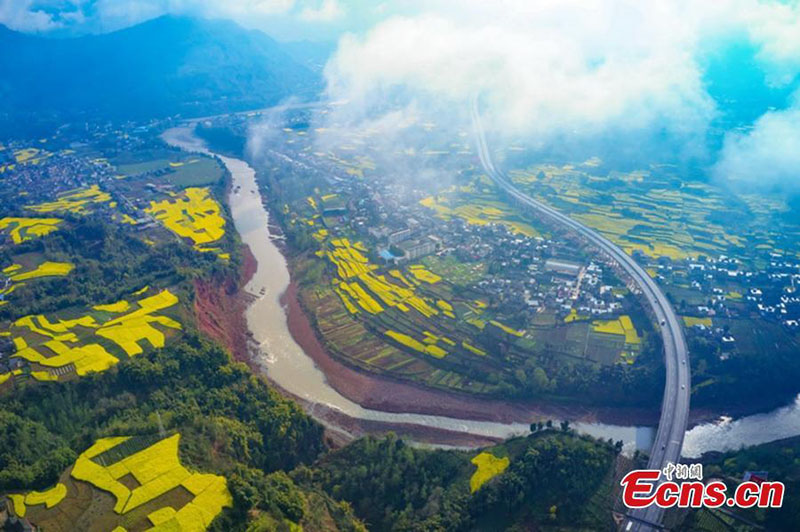 Les fleurs de colza en pleine floraison dans le Sichuan