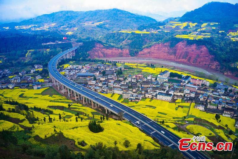 Les fleurs de colza en pleine floraison dans le Sichuan