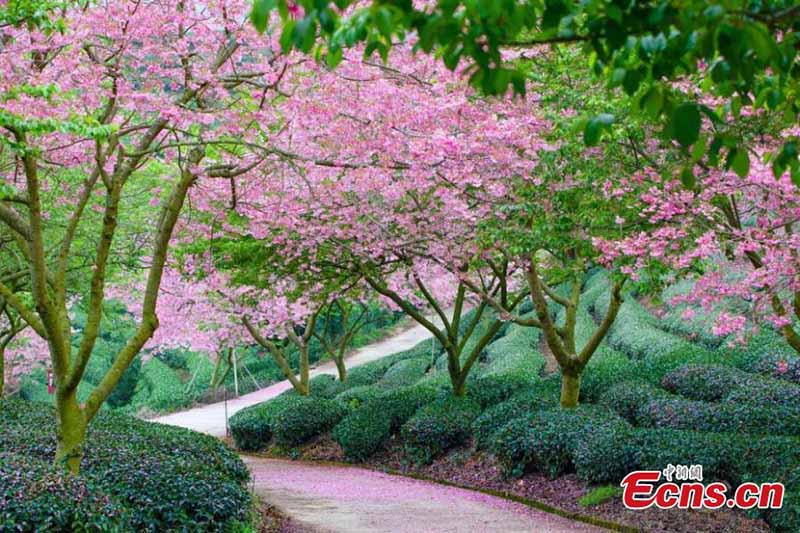 Les enivrantes fleurs de cerisier d'un jardin de thé du Fujian