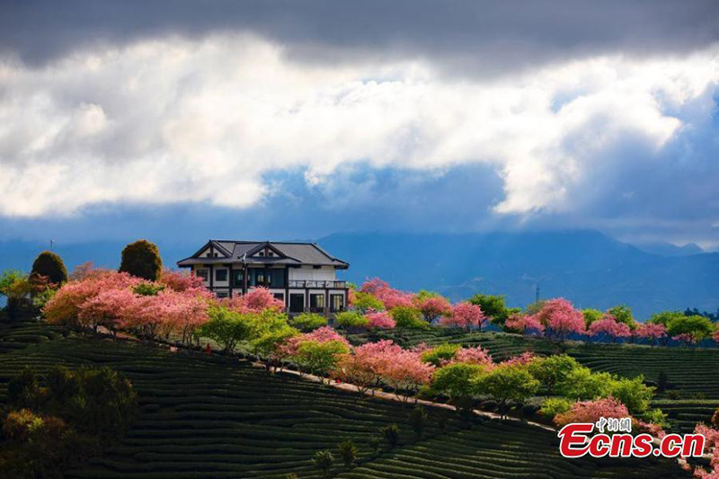 Les enivrantes fleurs de cerisier d'un jardin de thé du Fujian