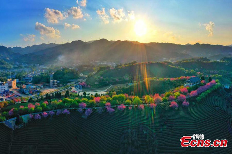 Les enivrantes fleurs de cerisier d'un jardin de thé du Fujian