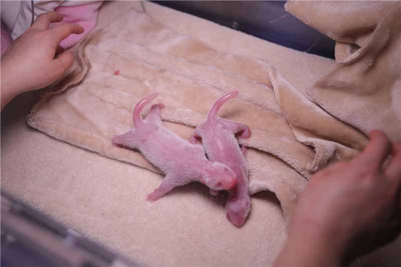 Les premiers pandas jumeaux de 2020 sont nés