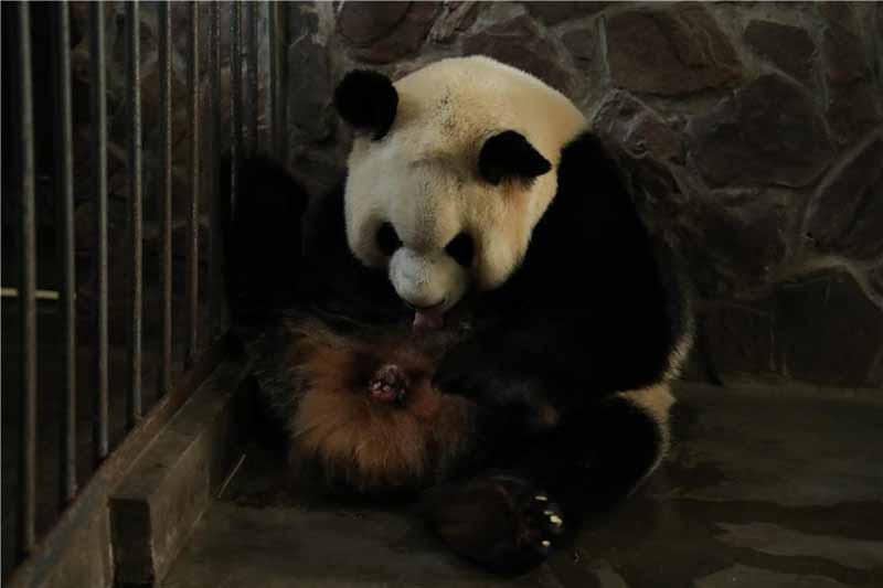 Les premiers pandas jumeaux de 2020 sont nés