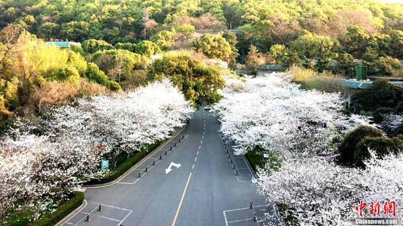 Les fleurs de cerisier de l'Université de Wuhan