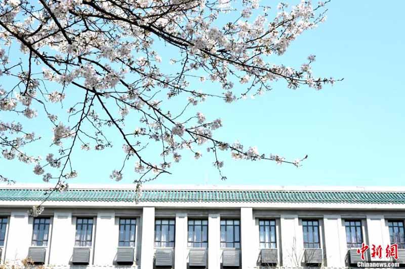 Les fleurs de cerisier de l'Université de Wuhan