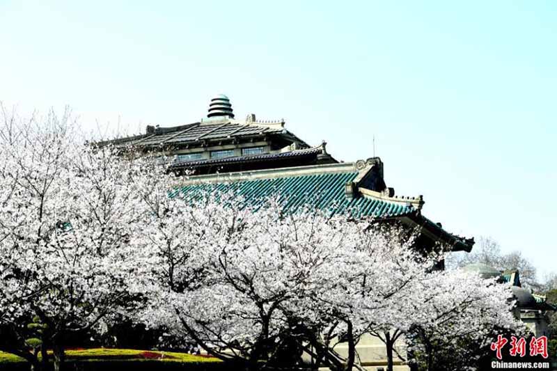 Les fleurs de cerisier de l'Université de Wuhan