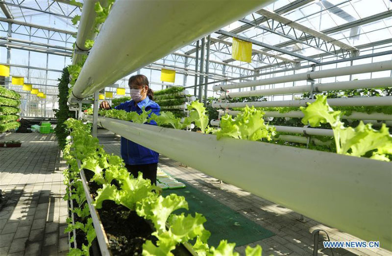 Le Hebei construit des zones agricoles modernes pour aider à augmenter les revenus des agriculteurs