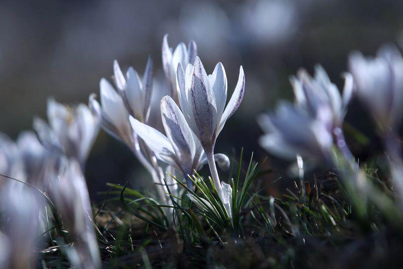 Les lys sauvages fleurissent avec la fonte des neiges au Xinjiang