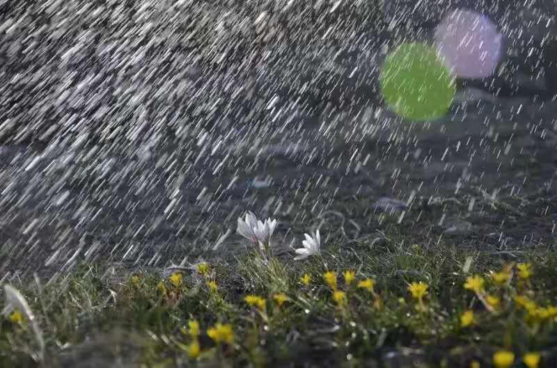 Les lys sauvages fleurissent avec la fonte des neiges au Xinjiang