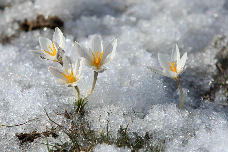 Les lys sauvages fleurissent avec la fonte des neiges au Xinjiang