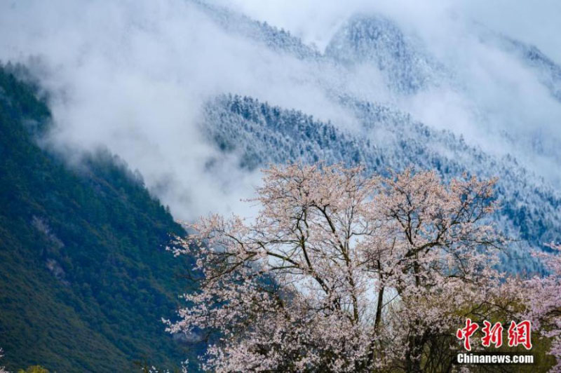 Un paysage de fleurs de pêchers au Tibet