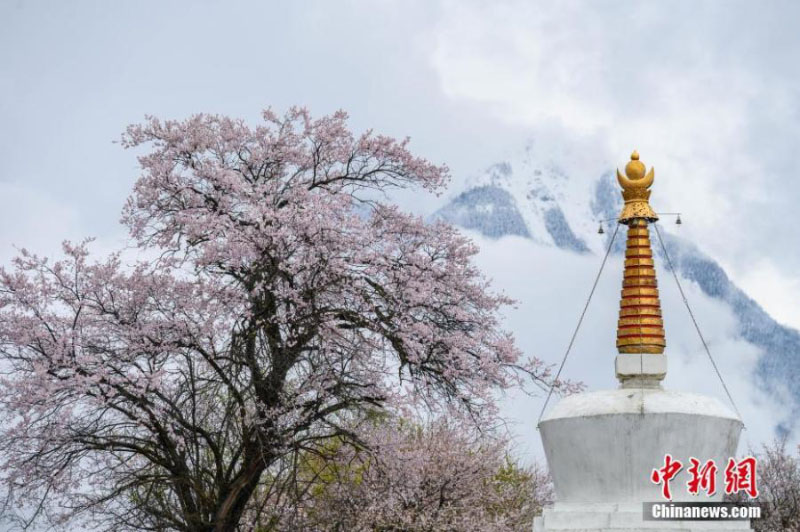 Un paysage de fleurs de pêchers au Tibet