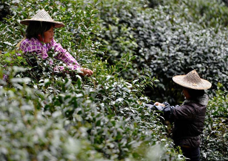 L'heure de la récolte est arrivée pour le thé noir de Wuyishan