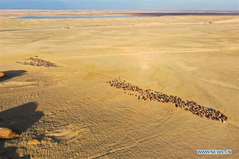 Avec l'arrivée du printemps, les bergers du Xinjiang transfèrent le bétail dans les paturages de printemps