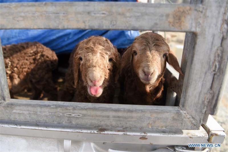 Avec l'arrivée du printemps, les bergers du Xinjiang transfèrent le bétail dans les paturages de printemps