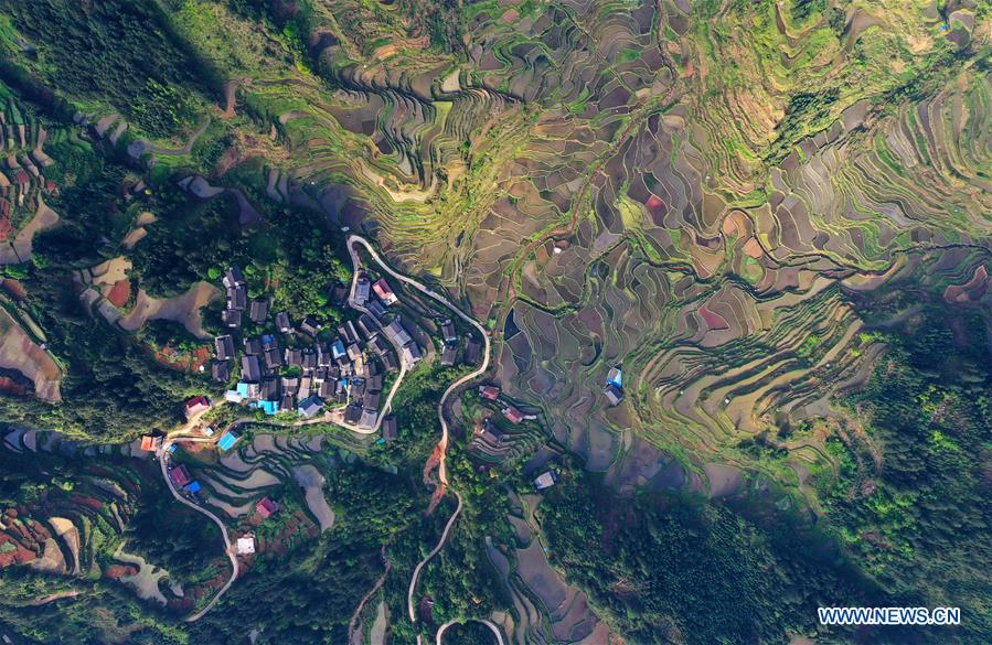 Champs en terrasses dans le sud de la Chine