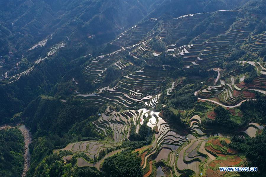 Champs en terrasses dans le sud de la Chine