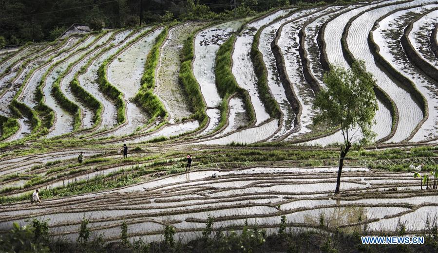 Champs en terrasses dans le nord-ouest de la Chine