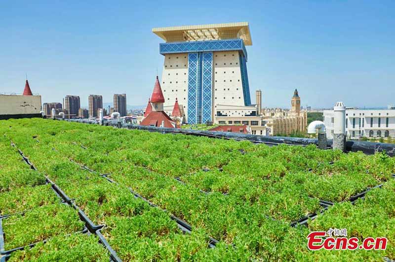 En images : des jardins sur le toit installés dans une école à Zhengzhou