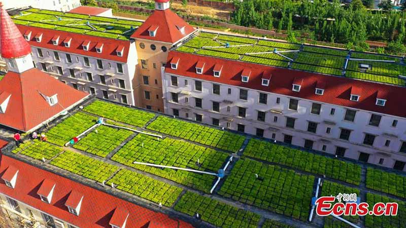 En images : des jardins sur le toit installés dans une école à Zhengzhou