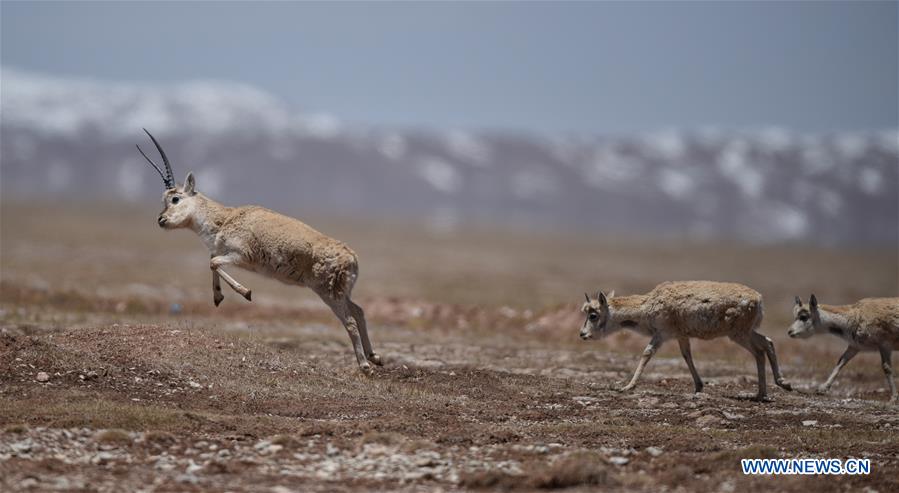 Chine : migration annuelle des antilopes tibétaines à Hoh Xil