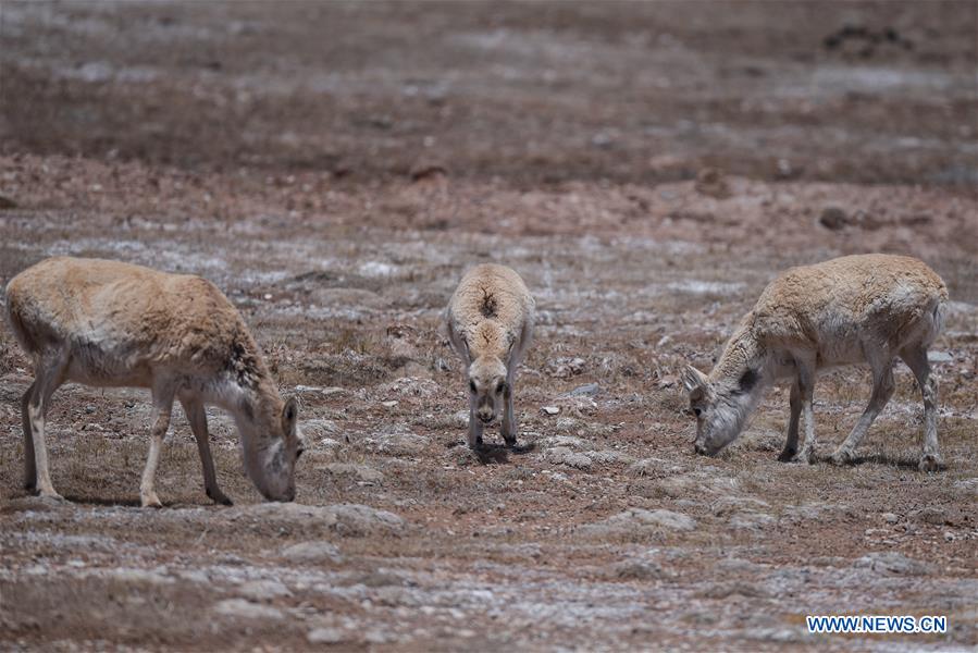 Chine : migration annuelle des antilopes tibétaines à Hoh Xil